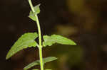 Pink thoroughwort